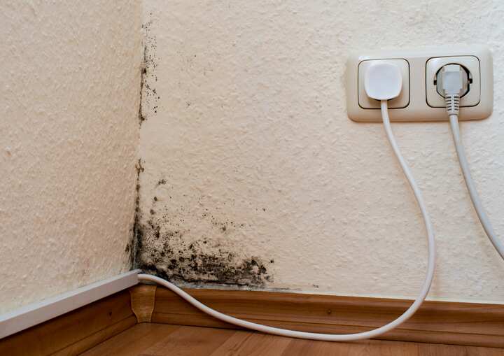 Mold Remediation Cincinnati