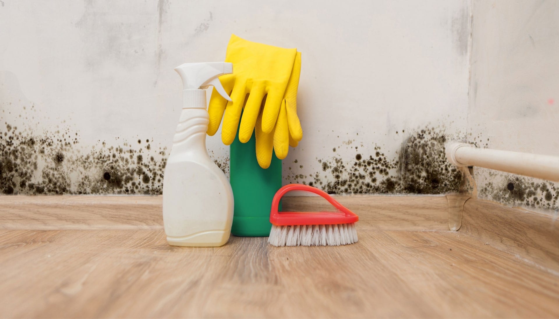 Know About Mold Removal In Cincinnati
